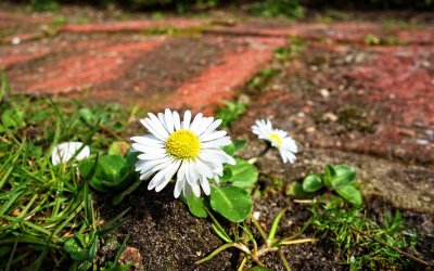 Gänseblümchen