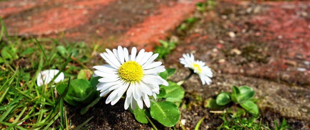 Gänseblümchen