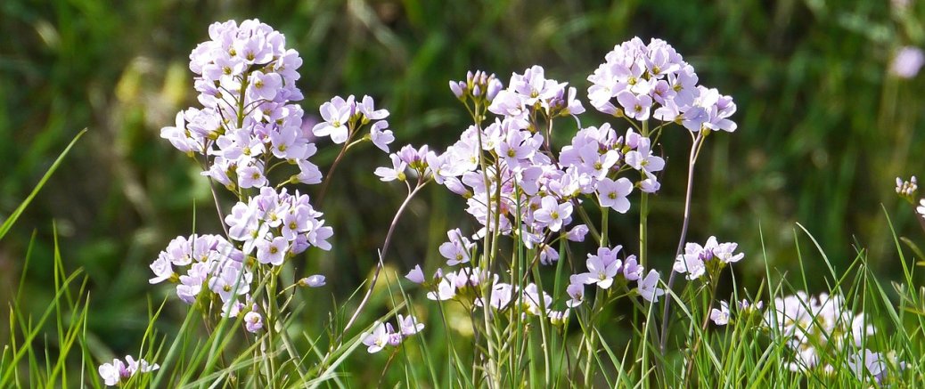 Wiesenschaumkraut