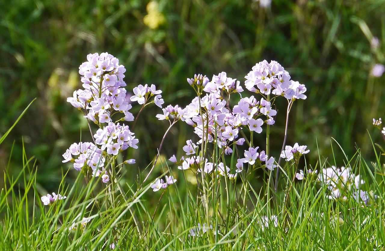 Wiesenschaumkraut