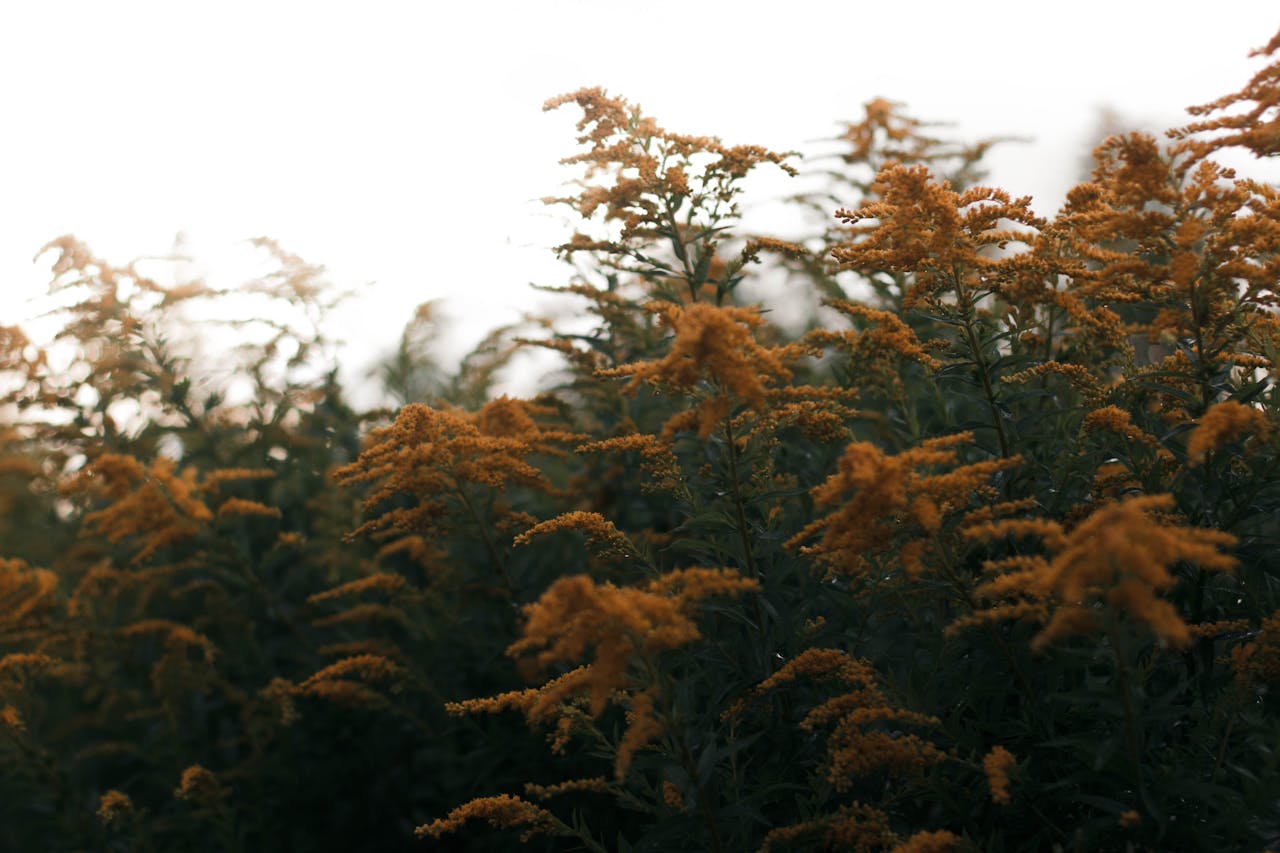 Bild von Goldrute gelbe hängende Blüte
