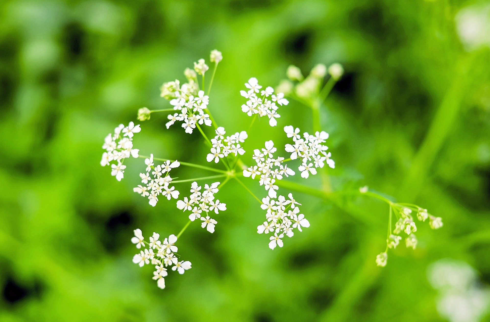 Giersch-umbelliferae-1341786_1920 Giersch-umbelliferae-1341786_1920